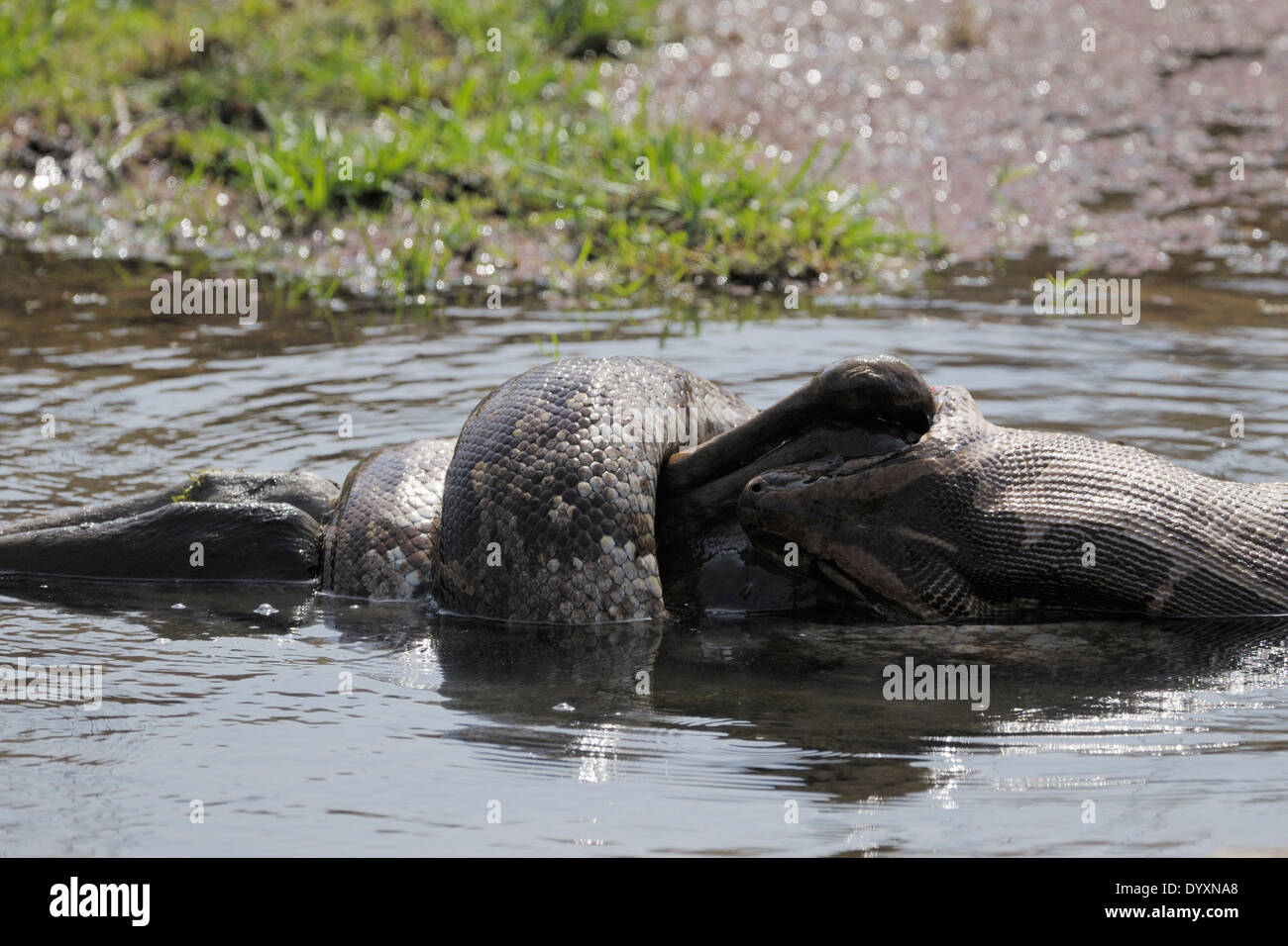 Python (Python molurus) eating a spotted deer (Axis axis) calf in Stock ...