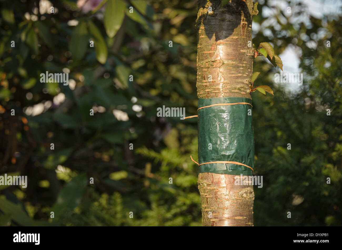 How to glue a tree to a tree 1 How to glue a tree to a tree 83