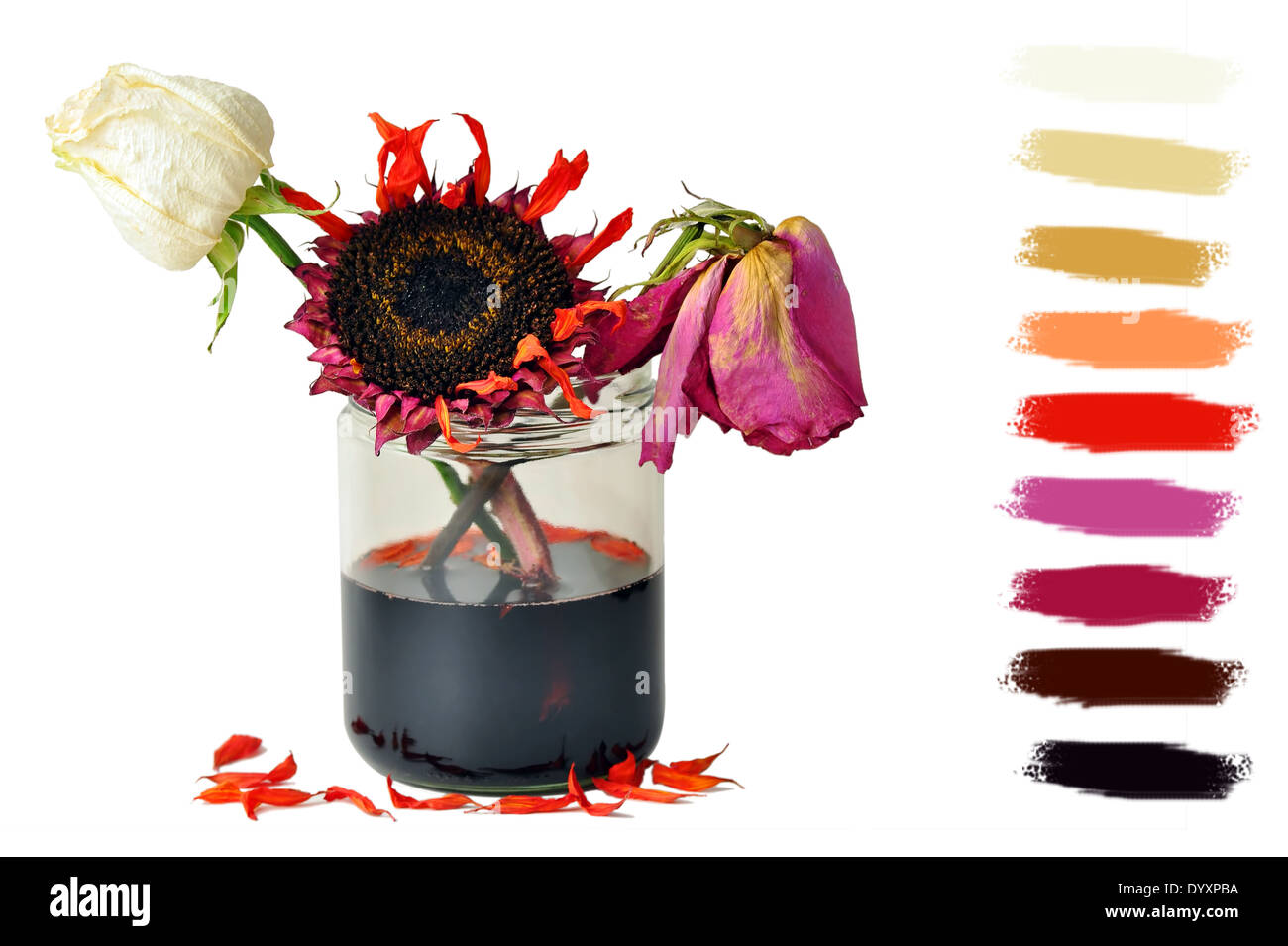 Three sad dead wilted flowers in glass jar color palette Stock Photo