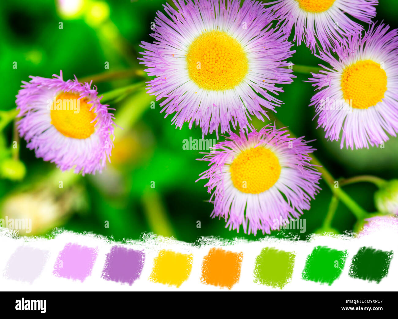 Common fleabane wildflower with contrasting purple, yellow and lush green, color palette Stock Photo