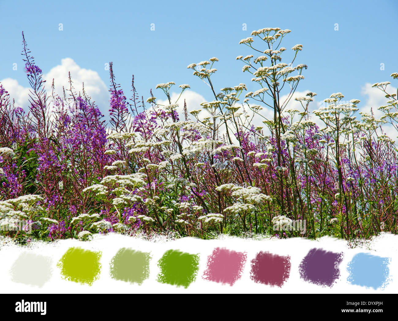 Beautiful purple fireweed and white valerian wildflowers color palette Stock Photo