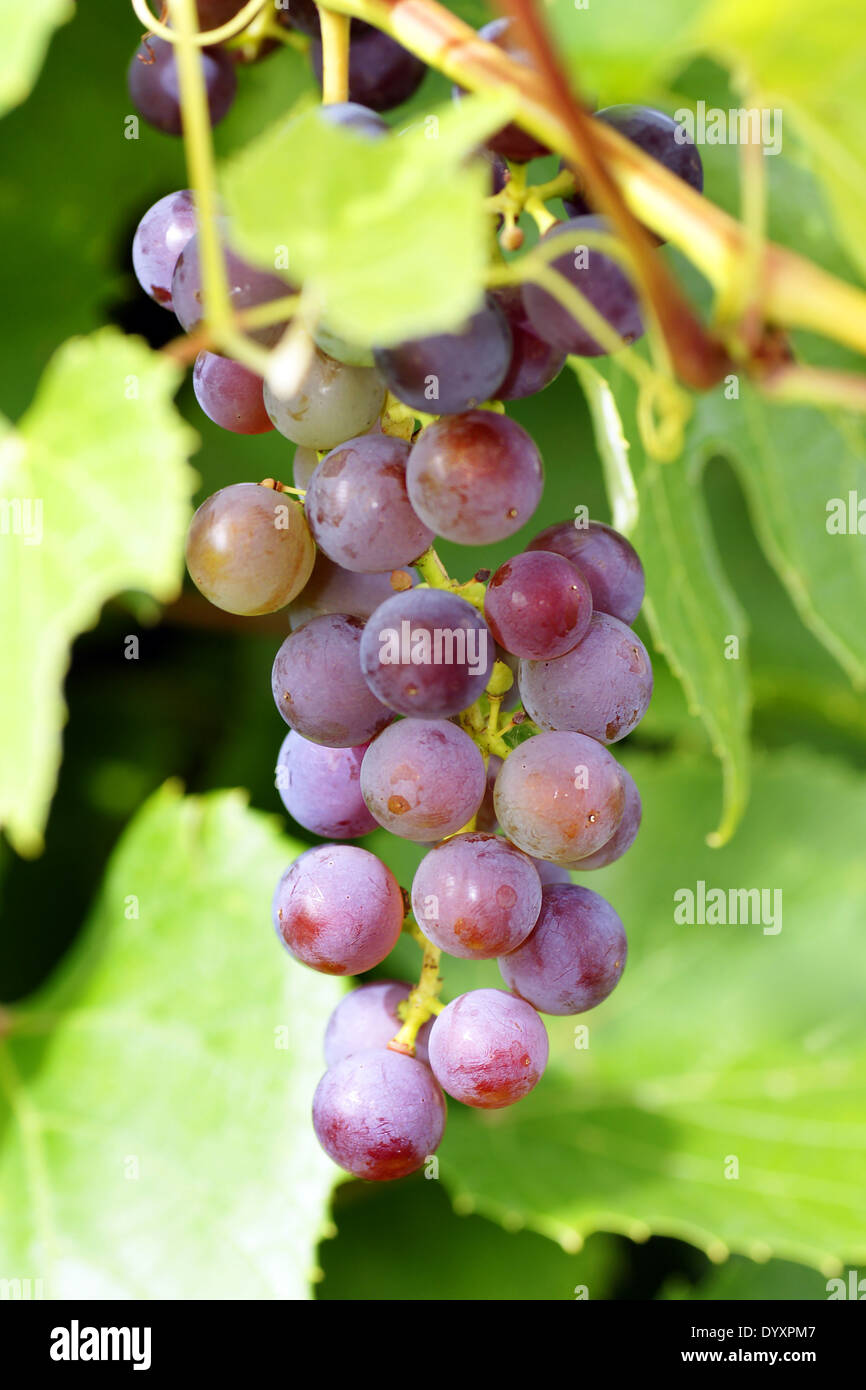 Grapes under the vine on a sunny day Stock Photo