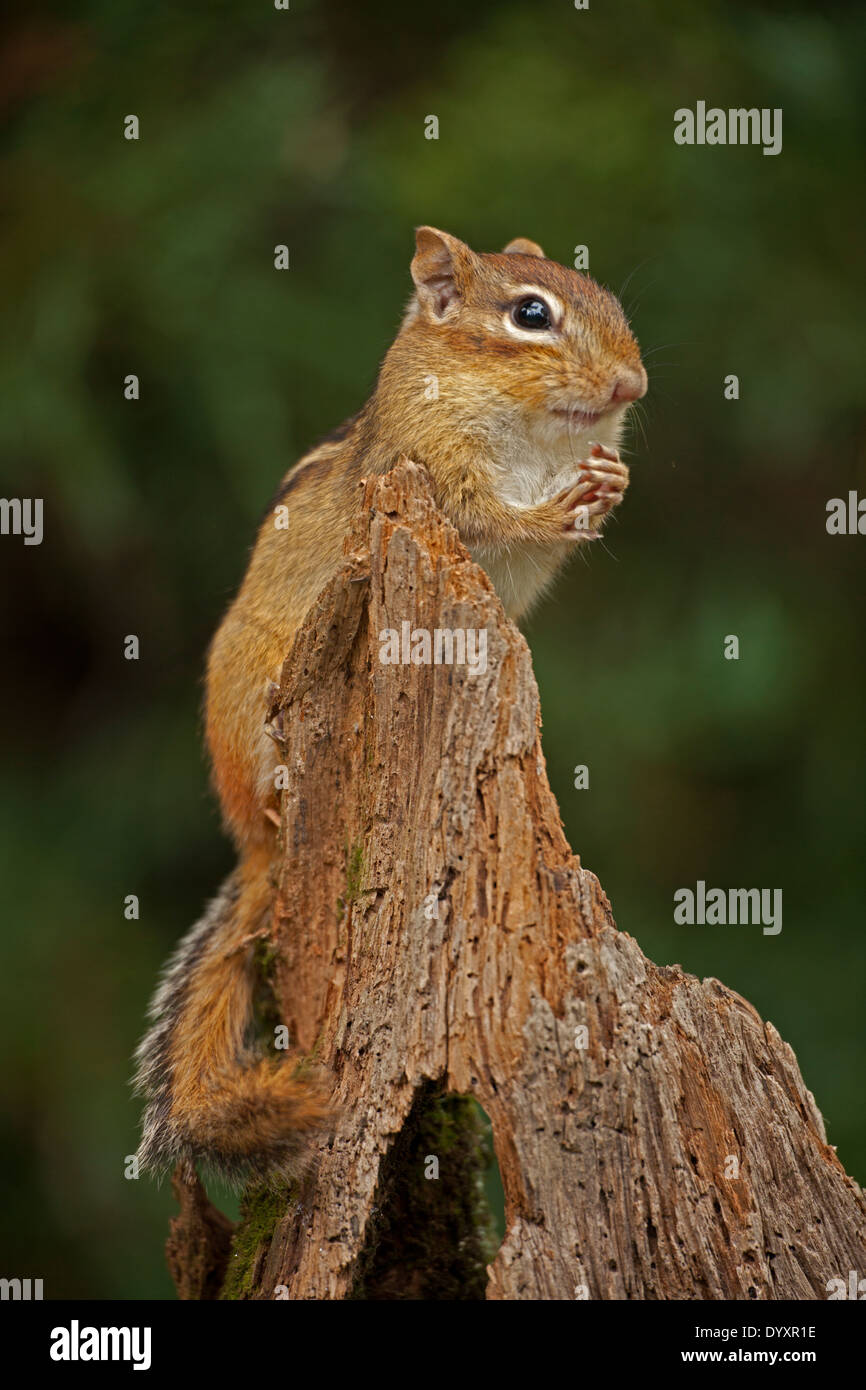 Eastern Chipmunk (Tamias striatus), New York Stock Photo Alamy