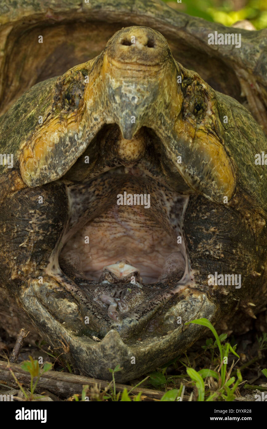 Alligator snapping turtle (Macrochelys temminckii) is the largest  freshwater turtle in the world based on weight, Louisiana Stock Photo -  Alamy