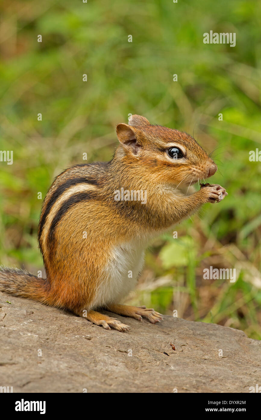Eastern Chipmunk (Tamias striatus), New York Stock Photo Alamy