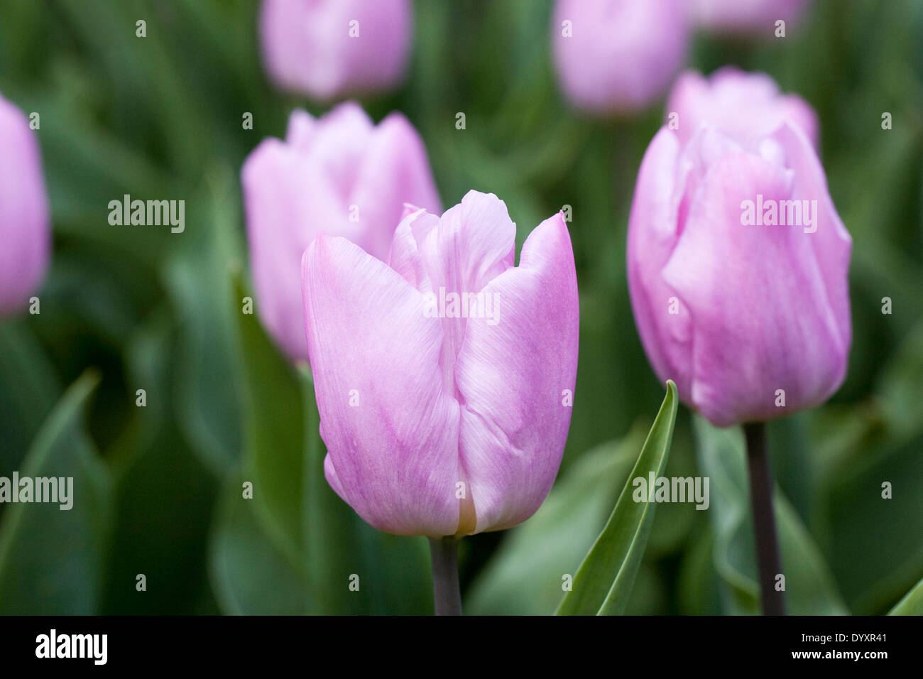 Tulipa 'Candy Prince'. Single Early tulip. Stock Photo