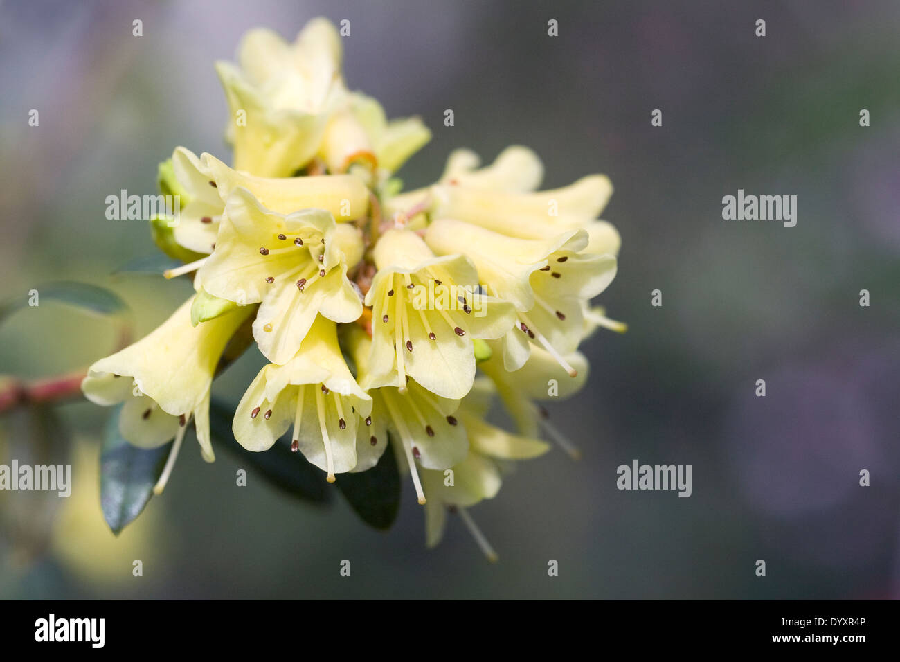 Yellow Rhododendron flowers in early Spring. Stock Photo