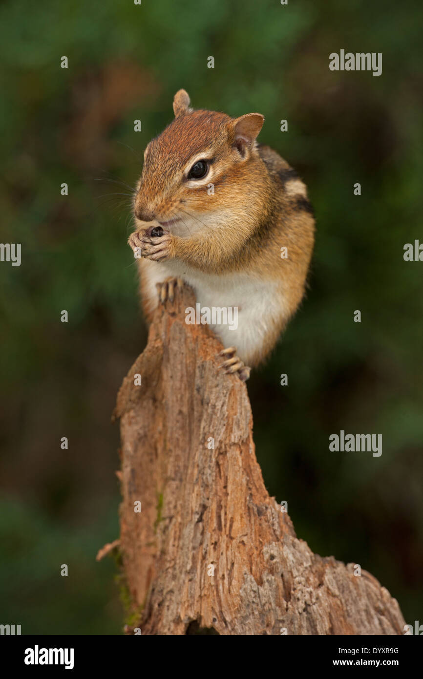 Eastern Chipmunk (Tamias striatus), New York Stock Photo Alamy