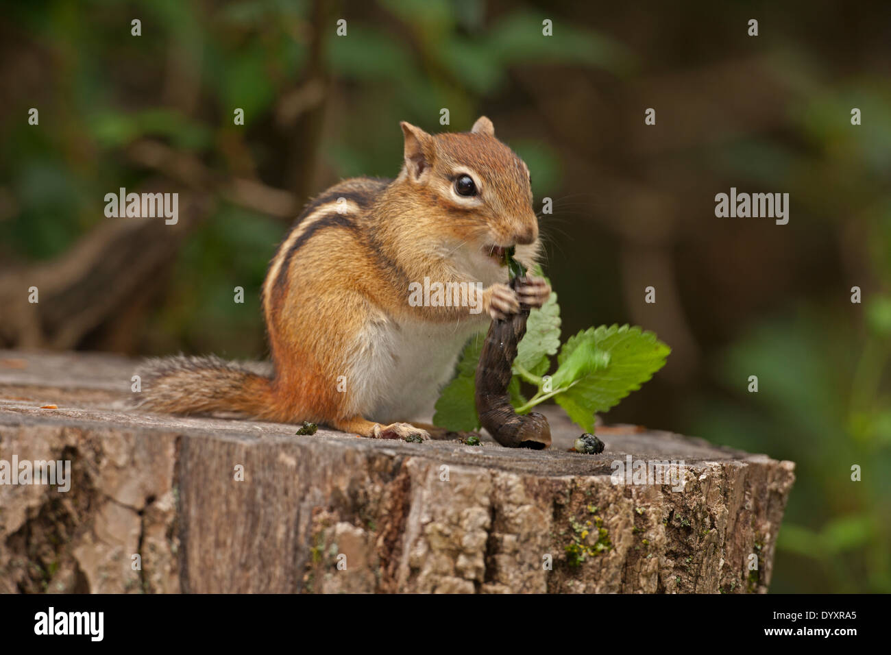 Eastern Chipmunk (Tamias striatus), eating caterpillar, New York Stock Photo