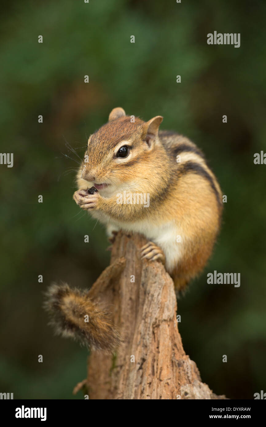 Eastern Chipmunk (Tamias striatus), New York Stock Photo Alamy