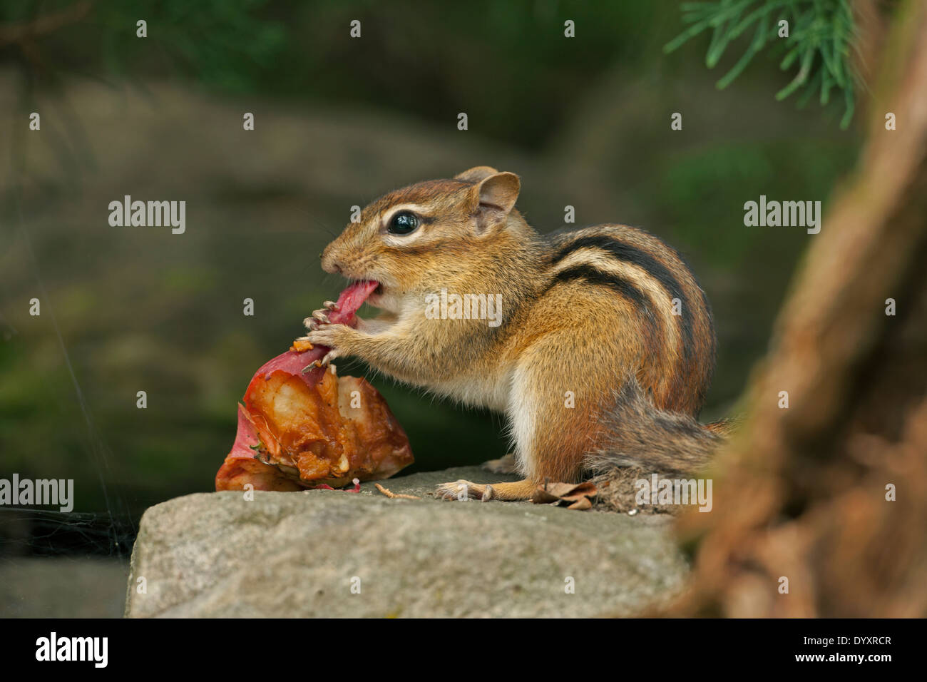 Eastern Chipmunk (Tamias striatus), New York Stock Photo Alamy