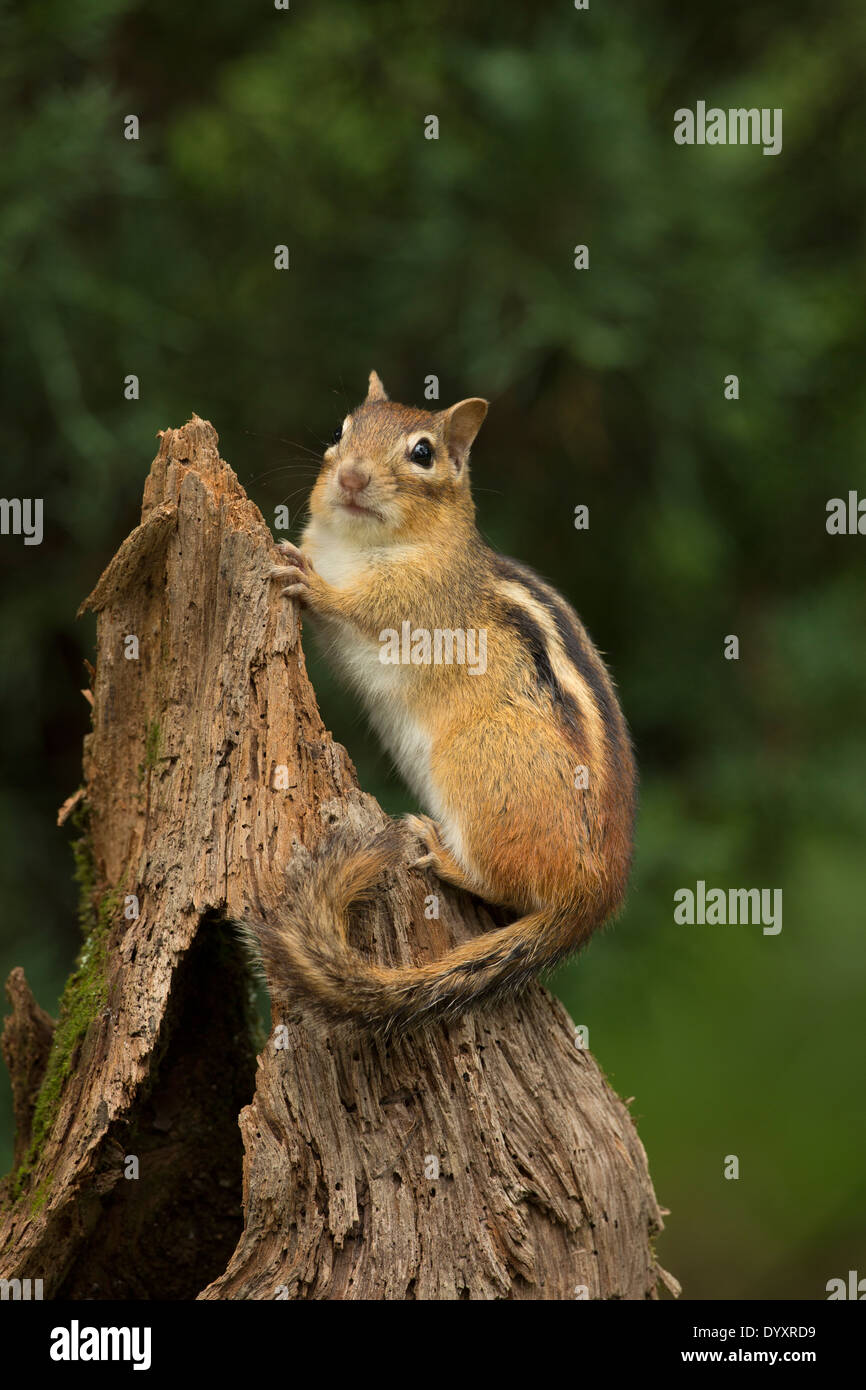 Eastern Chipmunk (Tamias striatus), New York Stock Photo Alamy