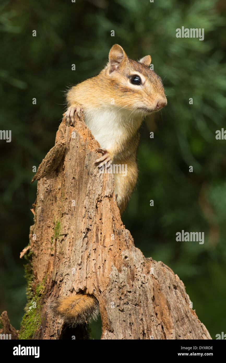 Eastern Chipmunk (Tamias striatus), New York Stock Photo Alamy