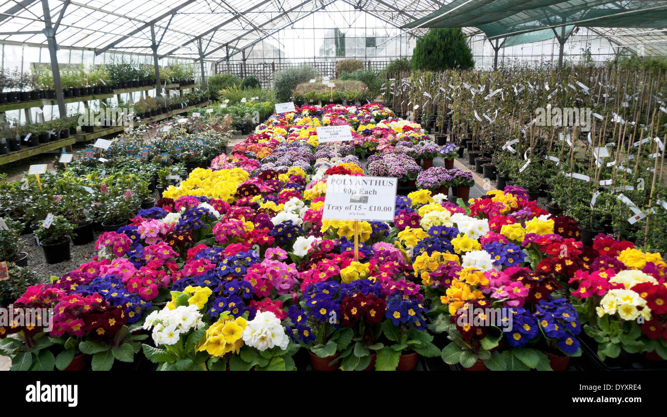 spring-flower-display-of-various-colourf