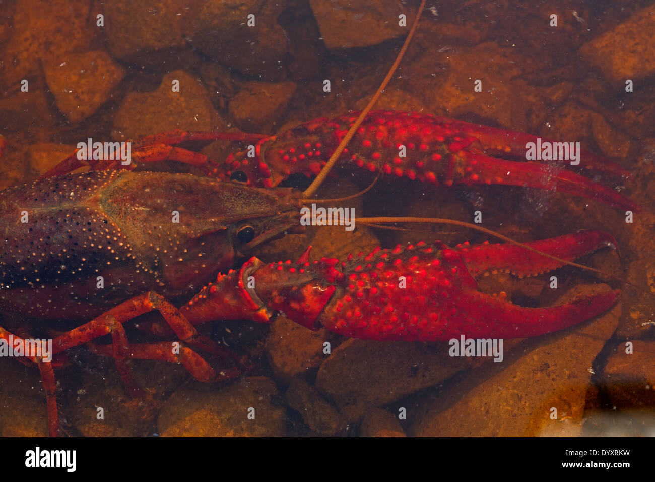 Red swamp crayfish, Procambarus clarkii , Louisiana Stock Photo