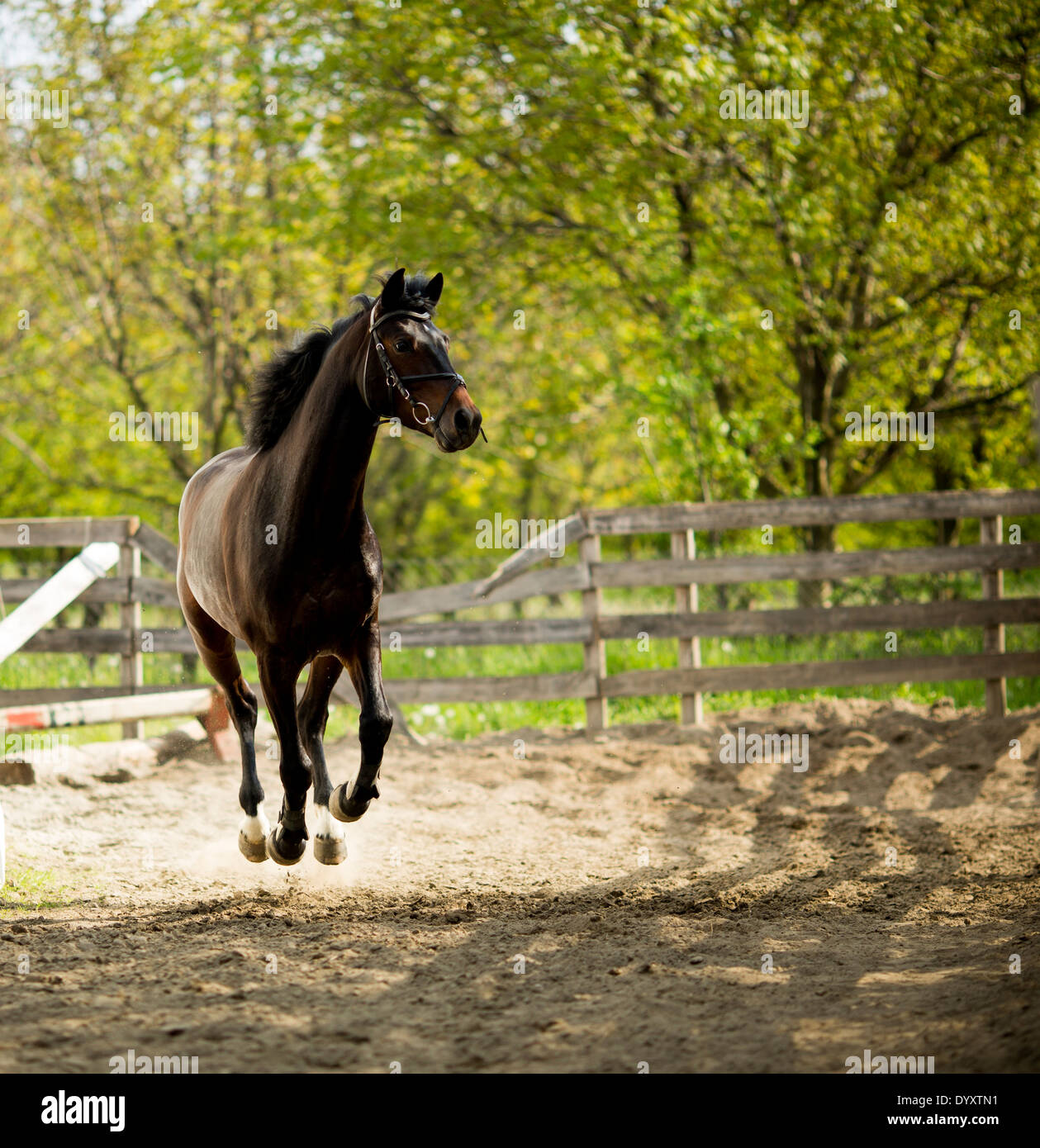 Running horse Stock Photo