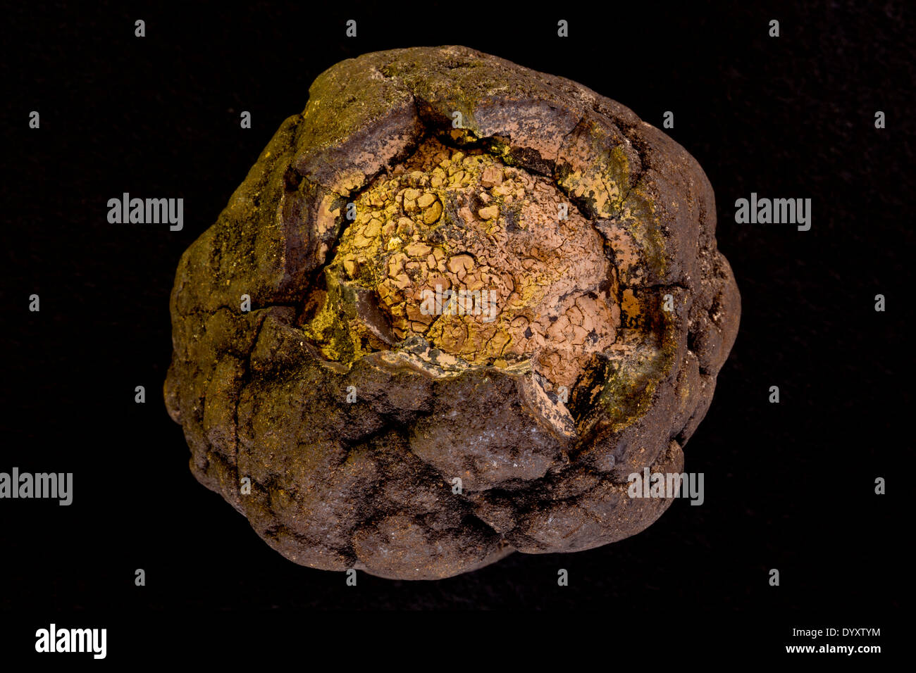 Polymetalic deep sea nodule, cross-section, Manganese and cobalt rich, From 800 meters depth from Blake plateau Atlantic ocean Stock Photo