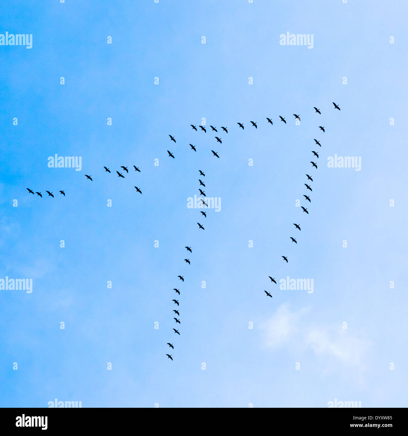 Flock of Geese flies in Vformation flying in blue spring sky Stock