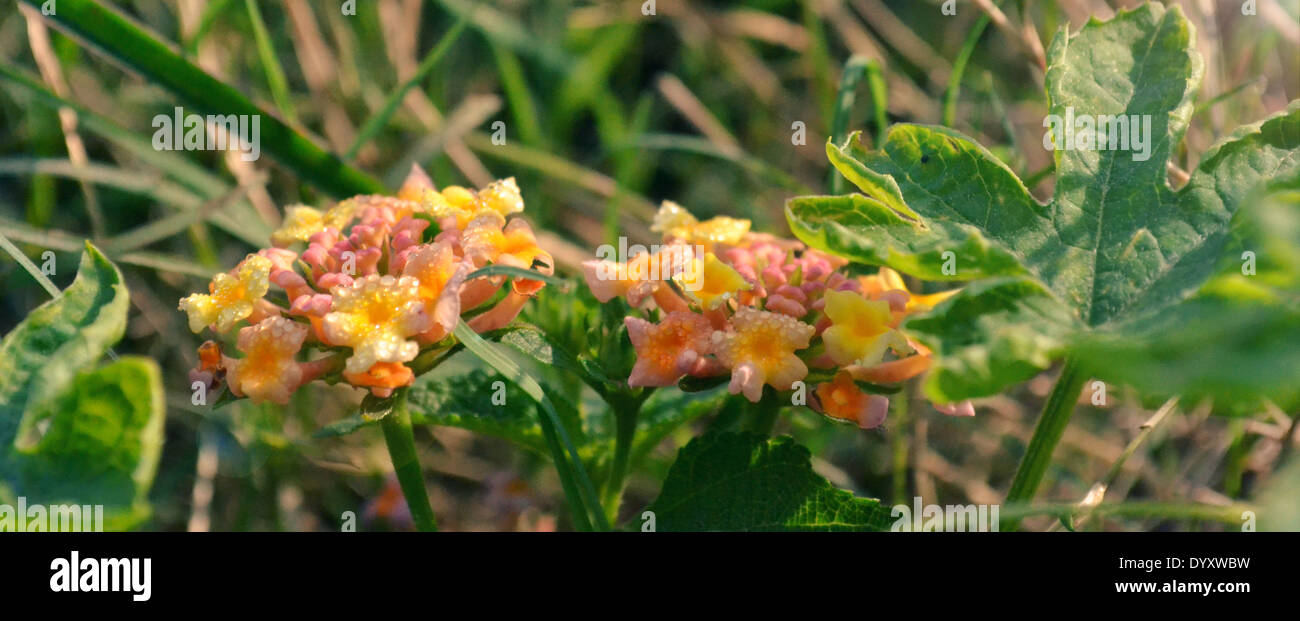 Indian Wild Flowers Stock Photo Alamy