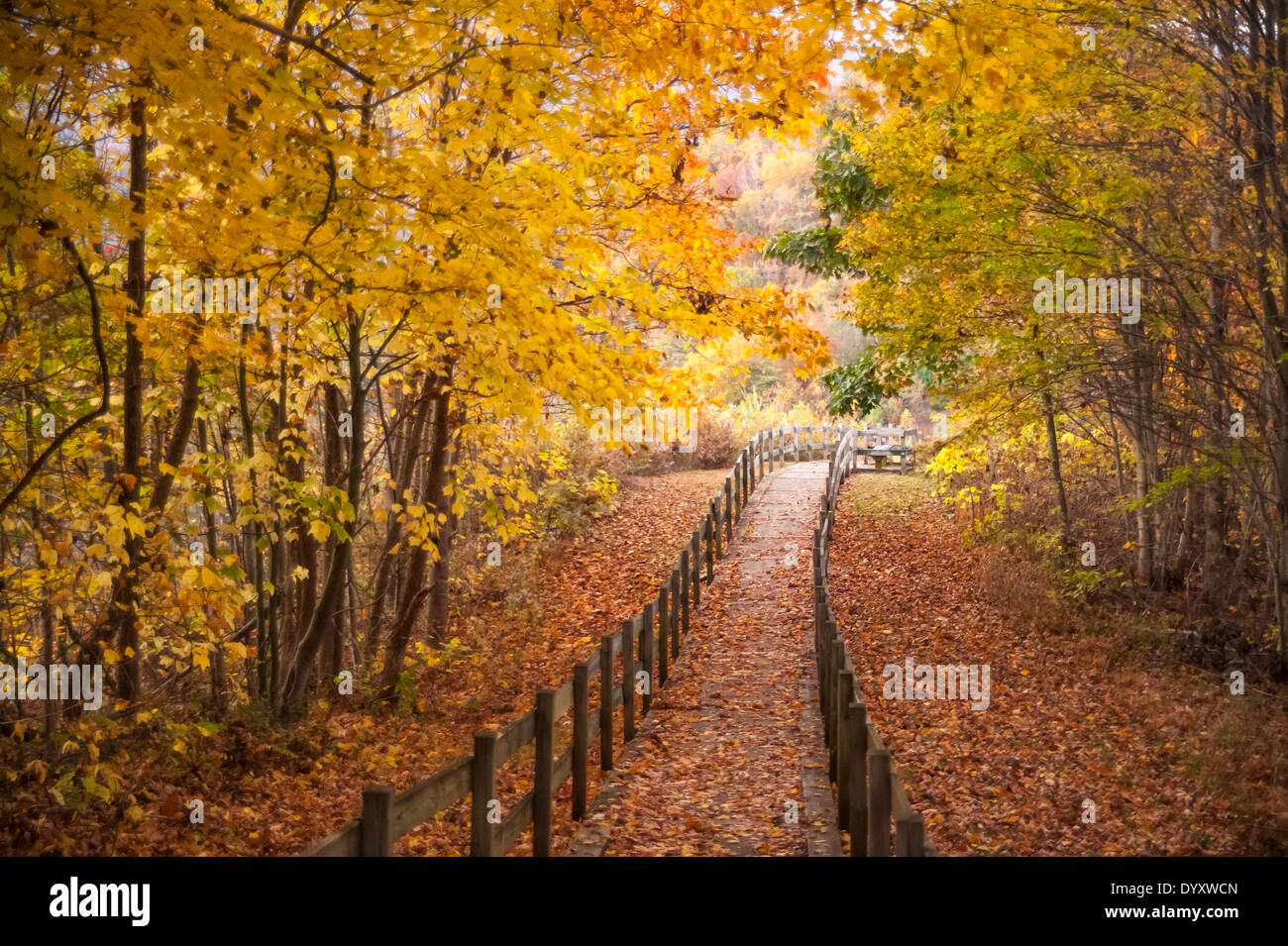 Foot path, autumn, Blue Ridge Mountains, Tennessee Stock Photo