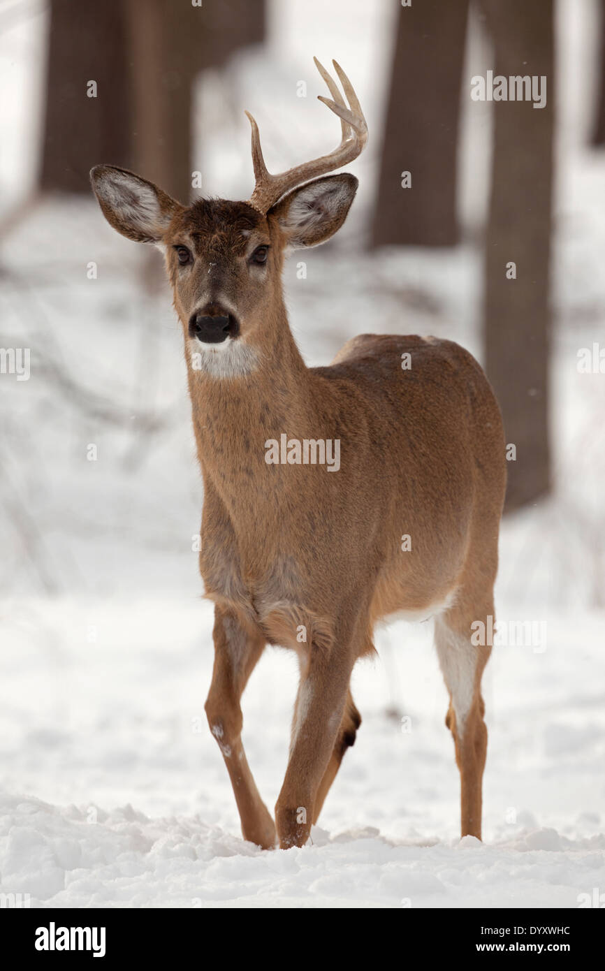 White-tailed deer , Odocoileus virginianus, New York, USA, buck with one antler shed Stock Photo