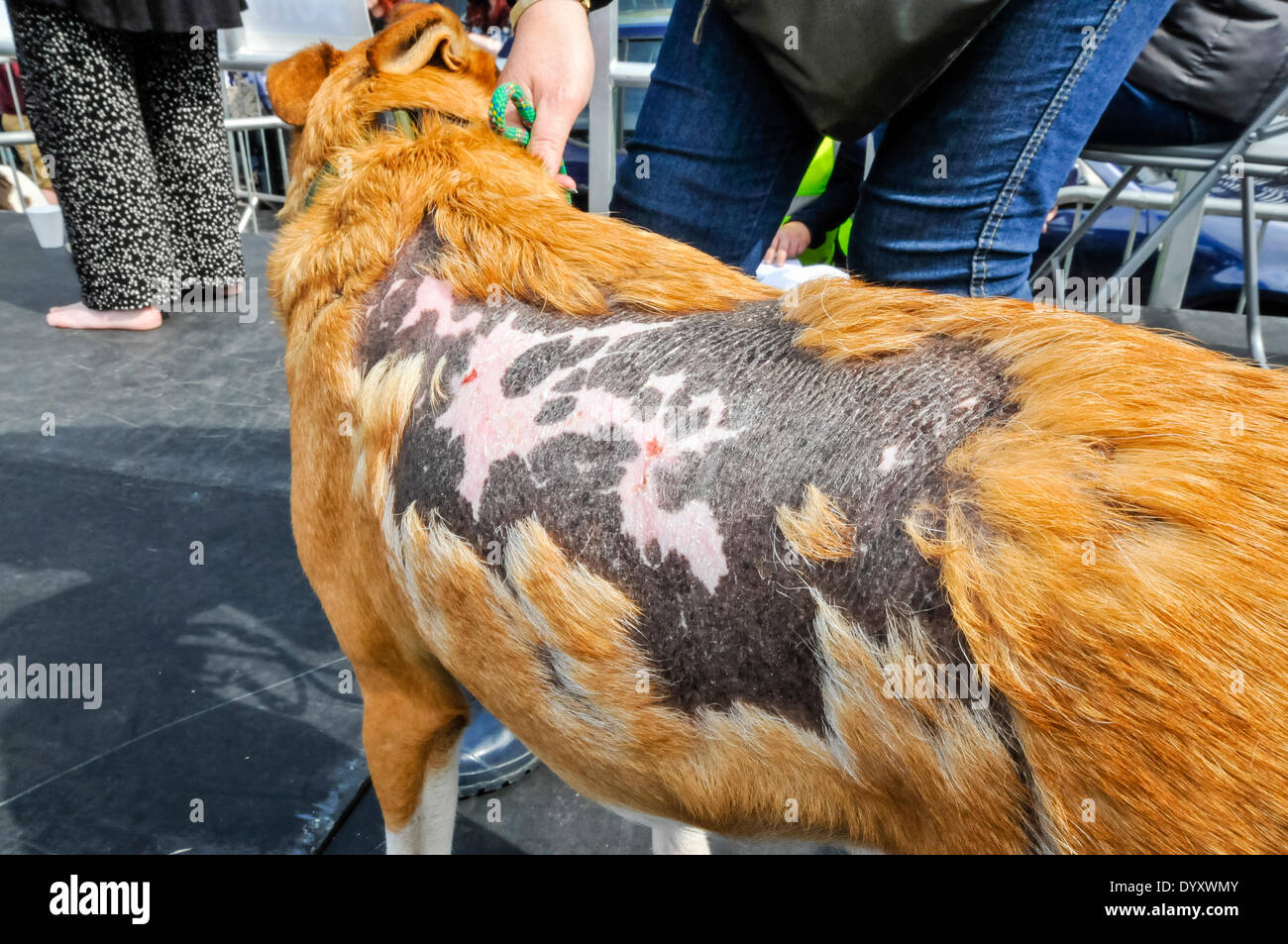 Belfast, Northern Ireland. 27 Apr 2014 - Large scars on a dog which is recovering from horrific abuse Credit:  Stephen Barnes/Alamy Live News Stock Photo