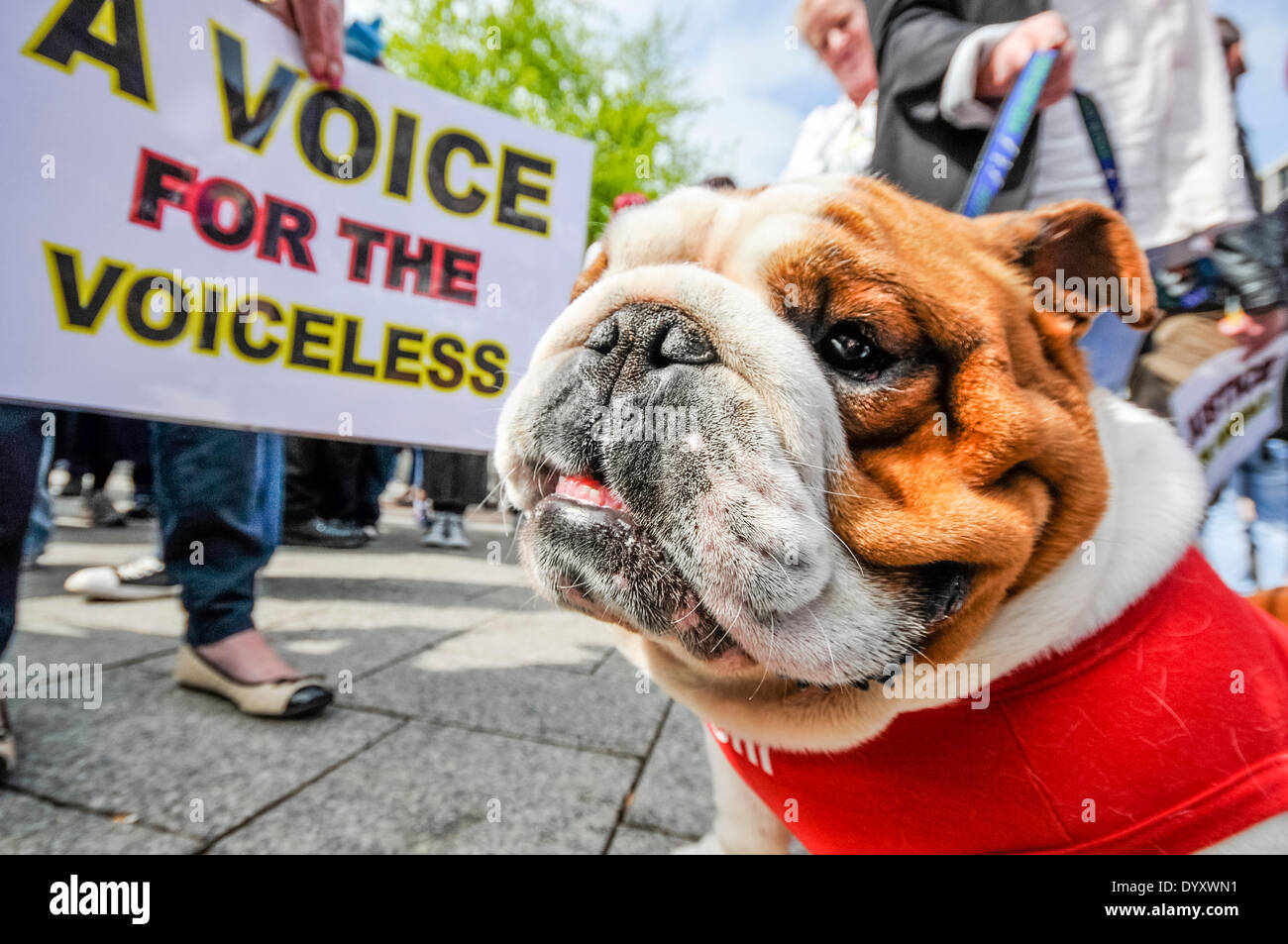 Belfast, Northern Ireland. 27 Apr 2014 - Bentley the Bulldog sits among hundreds of people, gathered for a rally calling for the end to animal cruelty, and stricter legislation for abusers. Credit:  Stephen Barnes/Alamy Live News Stock Photo