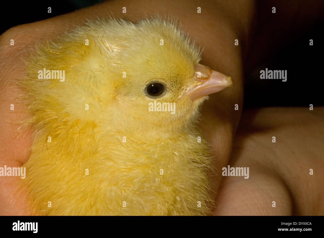 day old hyline chick Stock Photo