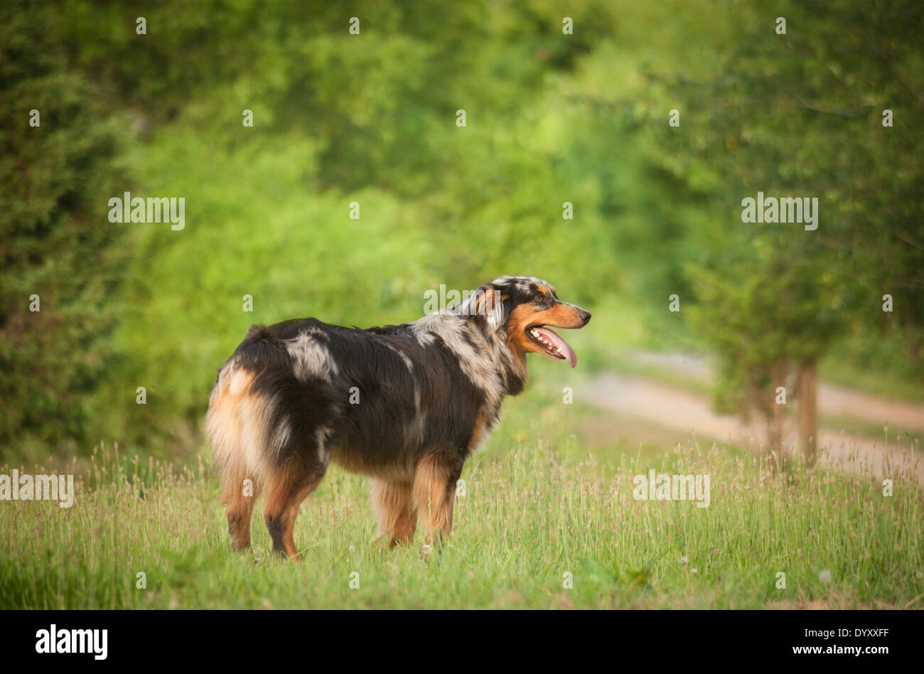 Australian rural dog hi-res stock photography and images - Alamy