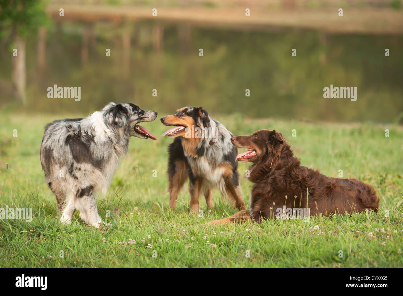 Three Australian Shepherd dogs in grass by pond Stock Photo