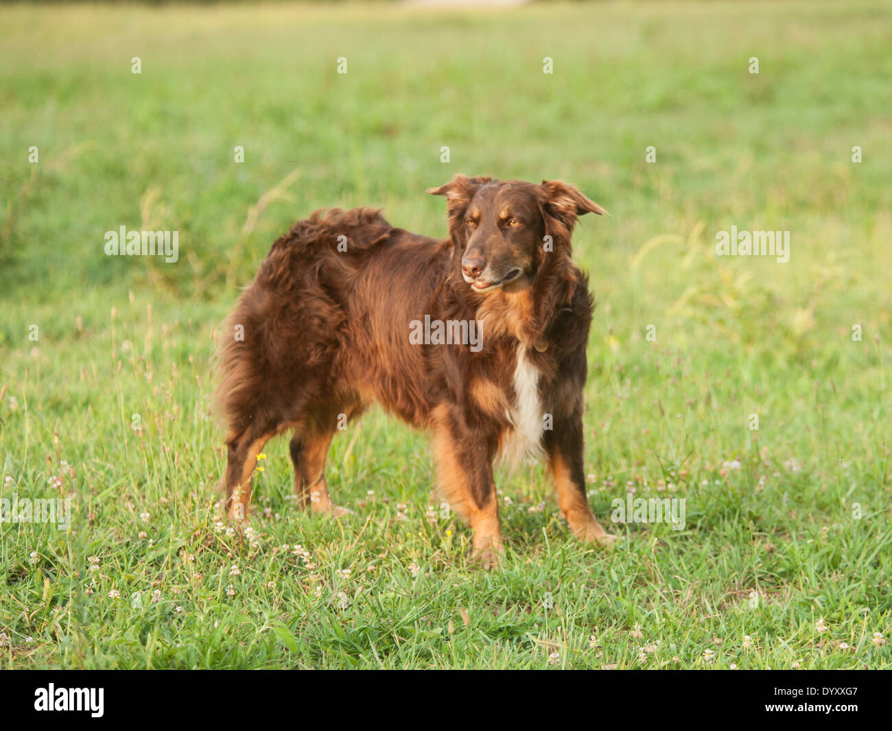 Australian Shepherd dog in field of grass Stock Photo