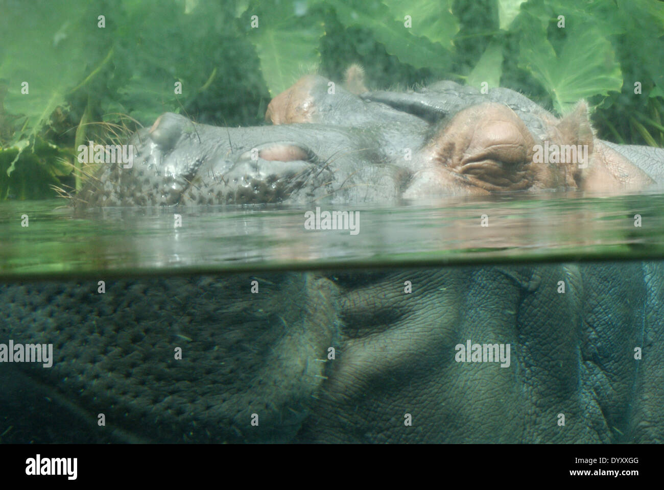 Hippo at San Diego Zoo Stock Photo - Alamy