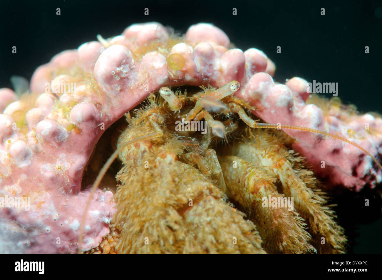 Crested Hermit crab (Pagurus pectinatus) Japan sea, Far East, Primorsky