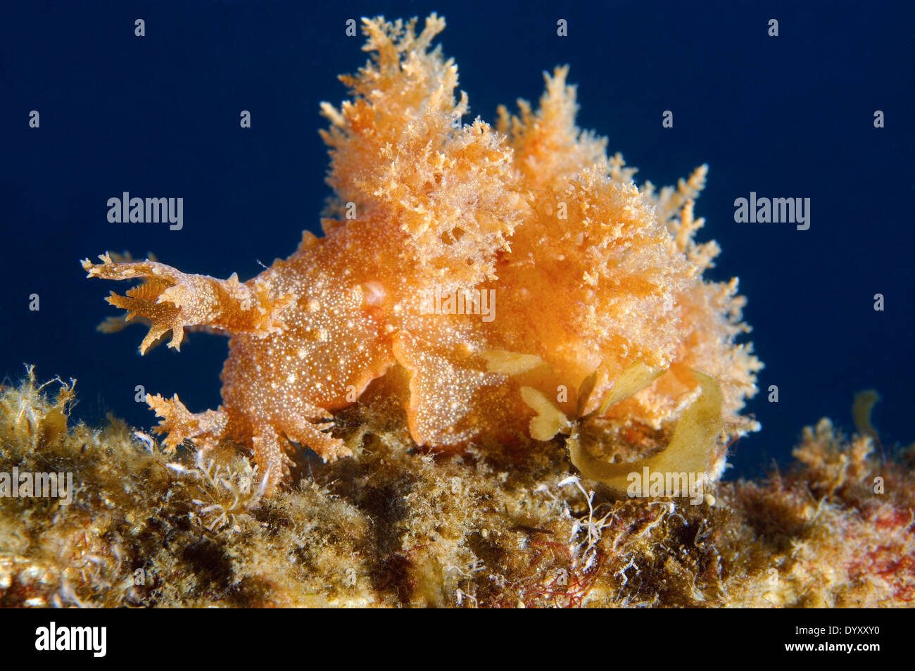 nudibranch obust frond-aeolis (Dendronotus kamchaticus) Japan sea, Far East, Primorsky Krai, Russian Federation Stock Photo