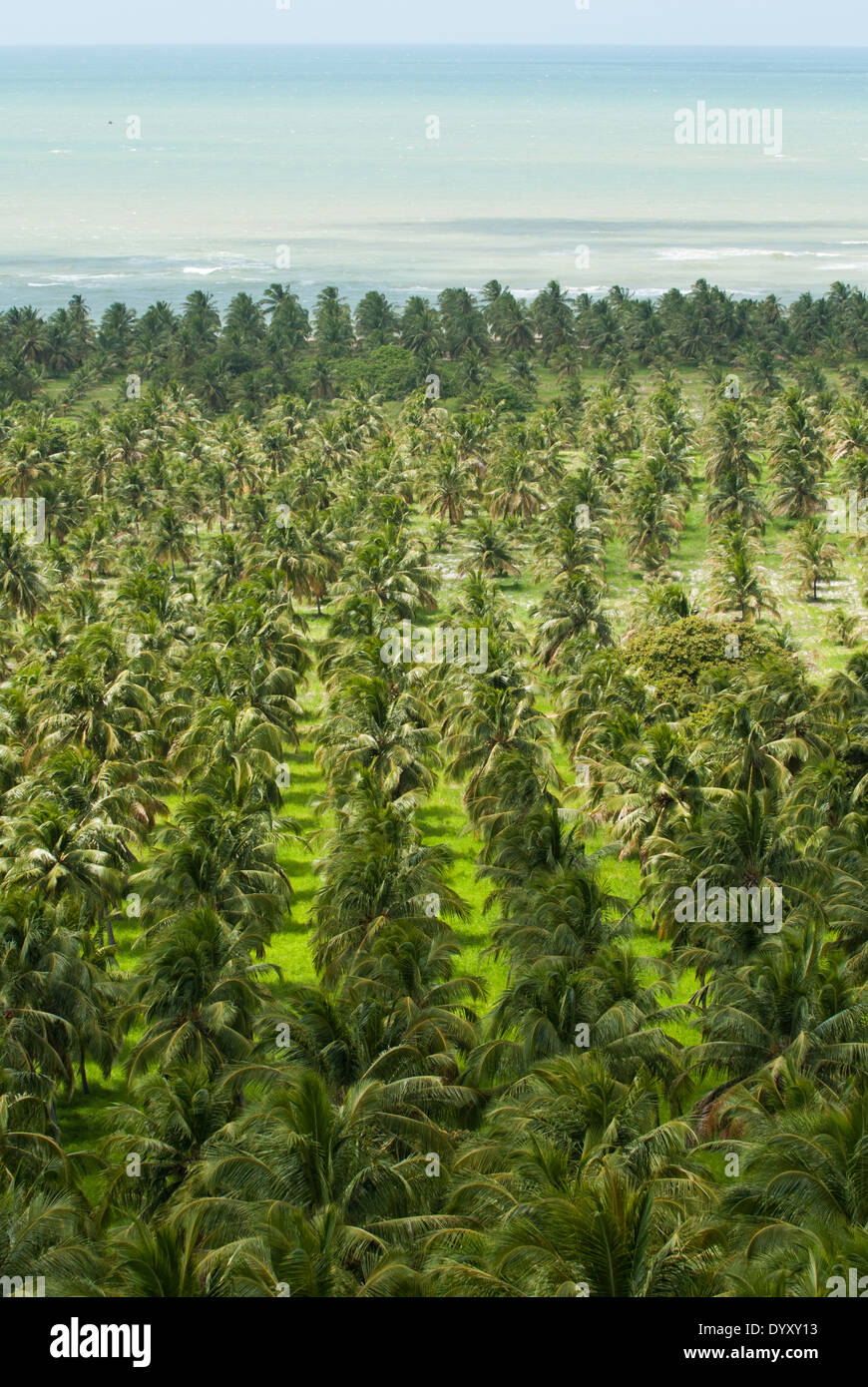 Alagoas State, Brazil. Mirante da Praia do Gunga. Commercial coconut palm plantations by the sea, high view. Stock Photo