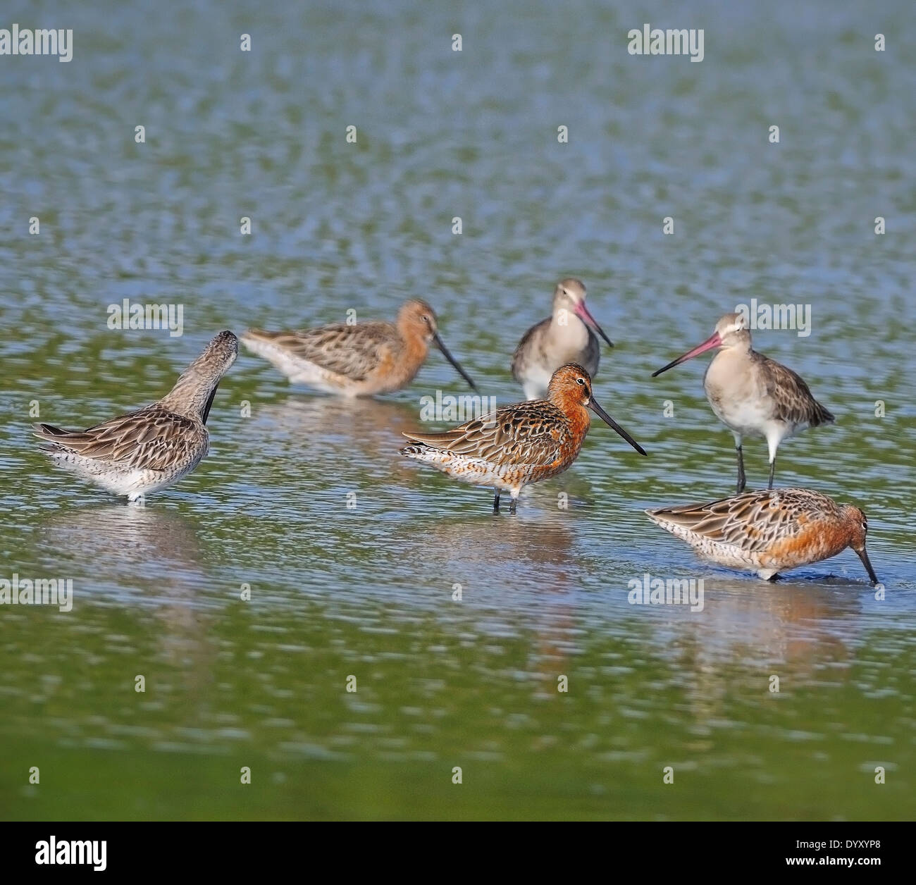 Asian Dowitcher (Limnodromus semipalmatus) bird, in mating plumage, with Eastern Black-tailed Godwit Stock Photo
