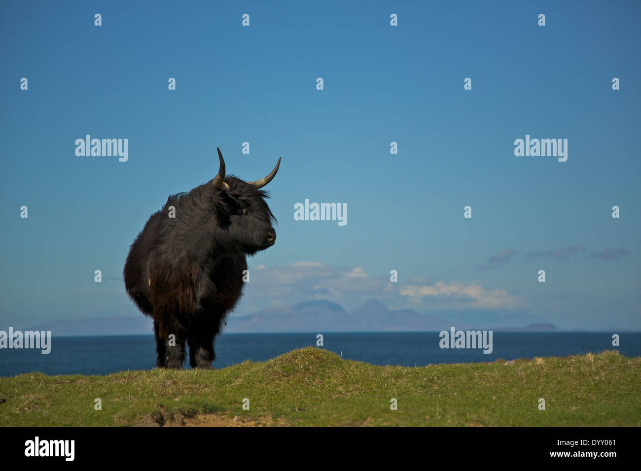 Highland Cow Isle Mull Scotland High Resolution Stock Photography and ...