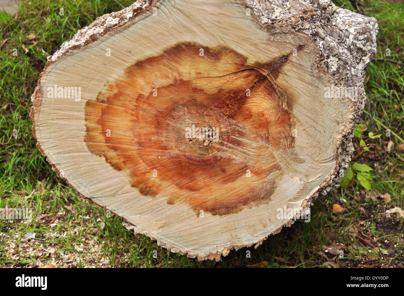 Wood texture ash hi-res stock photography and images - Alamy