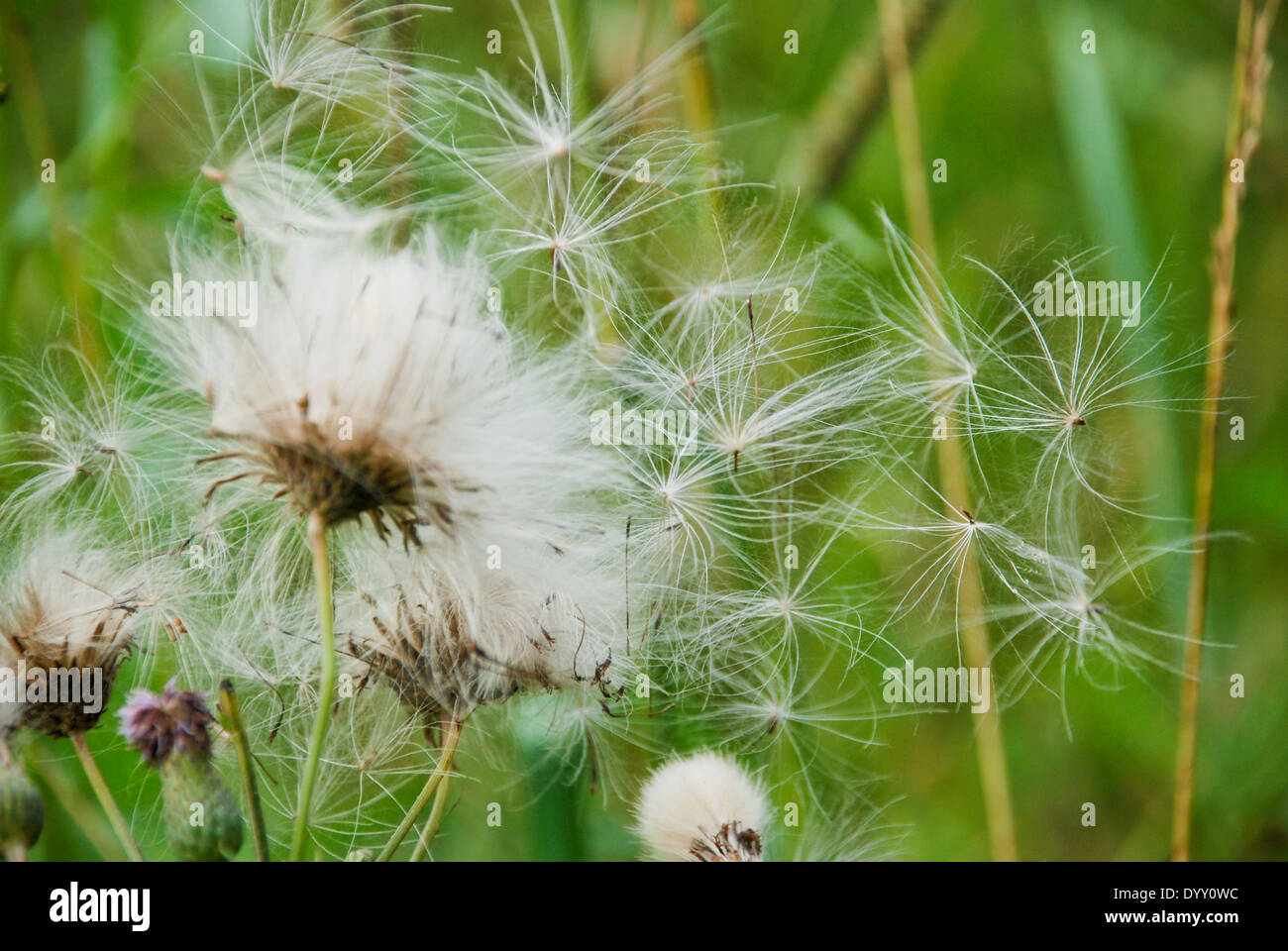 Fluffy flowers in calm weather. Fragile resistance and hope to survive. Stock Photo
