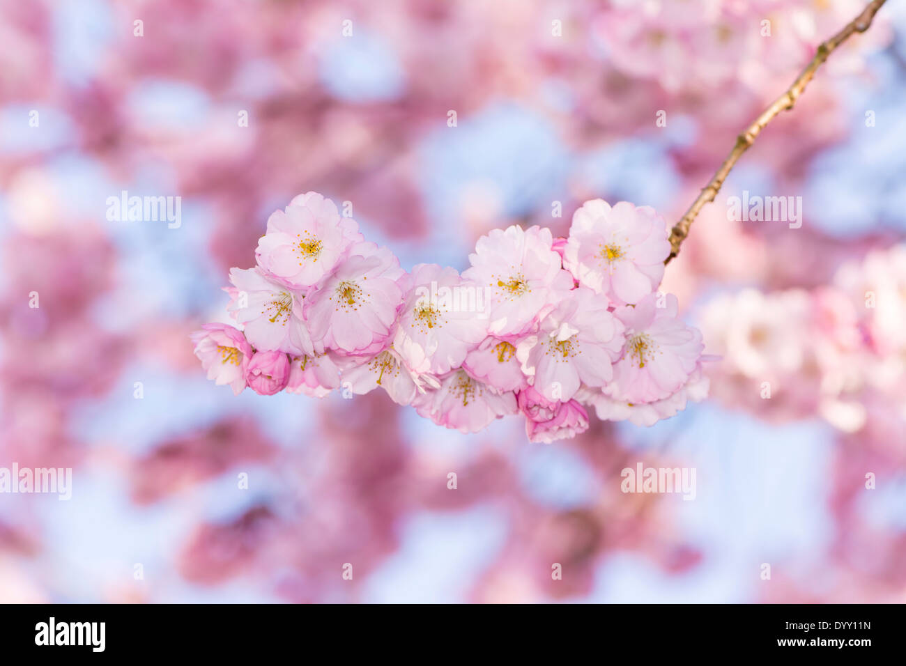 Spring scenic - twig with pink cherry blossoms Stock Photo