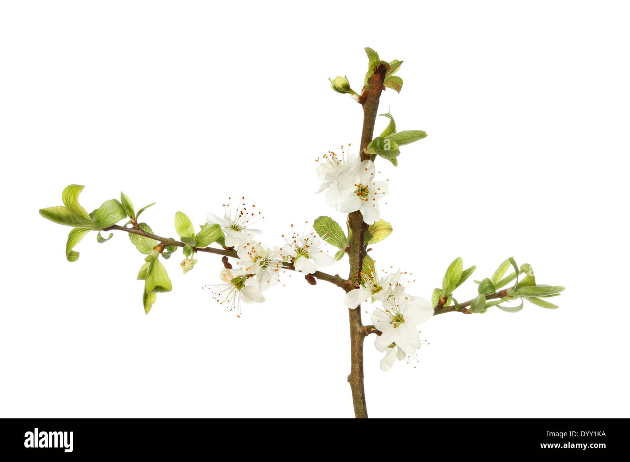 White flowers and fresh green leaves of blackthorn isolated against white Stock Photo