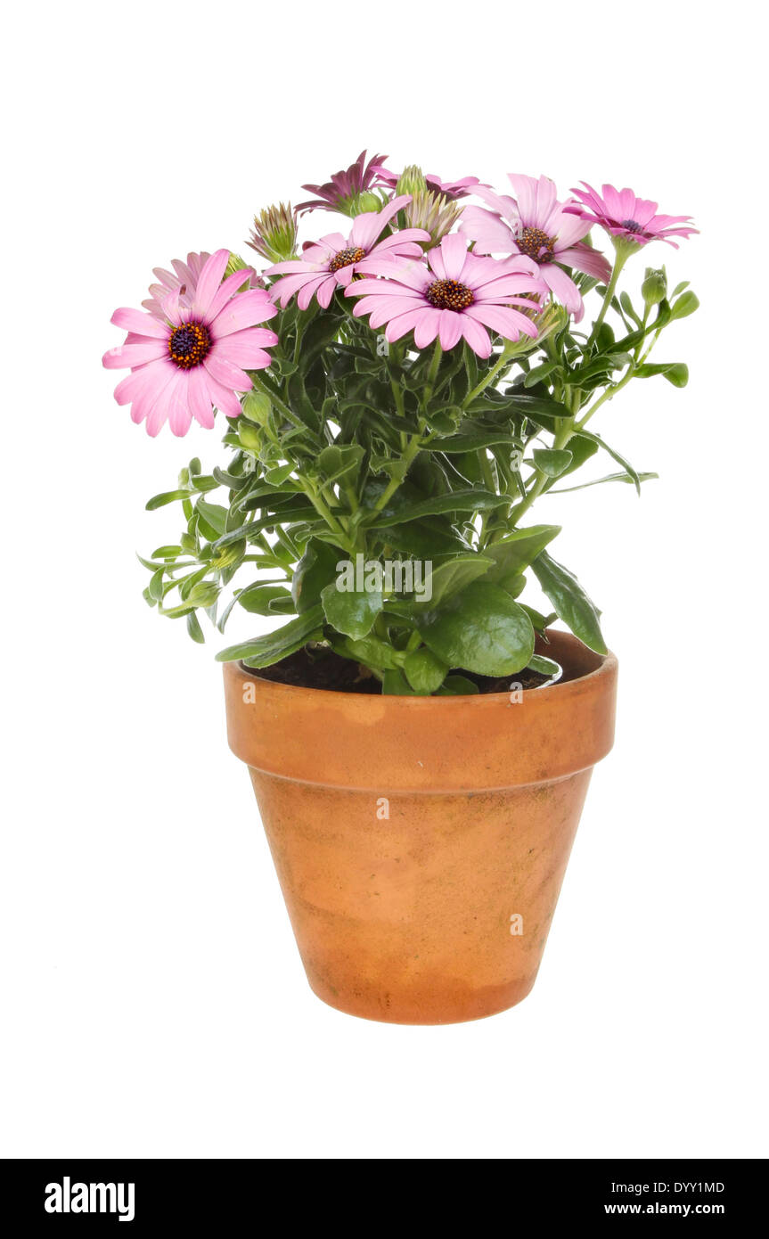 Flowering Osteospermum plant in a terracotta pot isolated against white Stock Photo