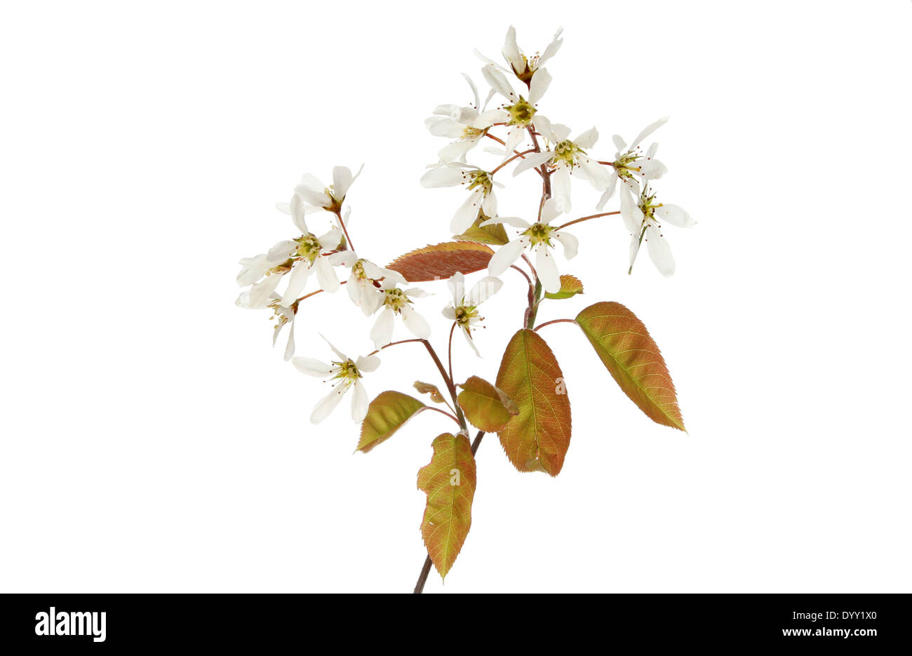 Amelanchier lamarckii, snowy mespilus, flowers and foliage isolated against white Stock Photo