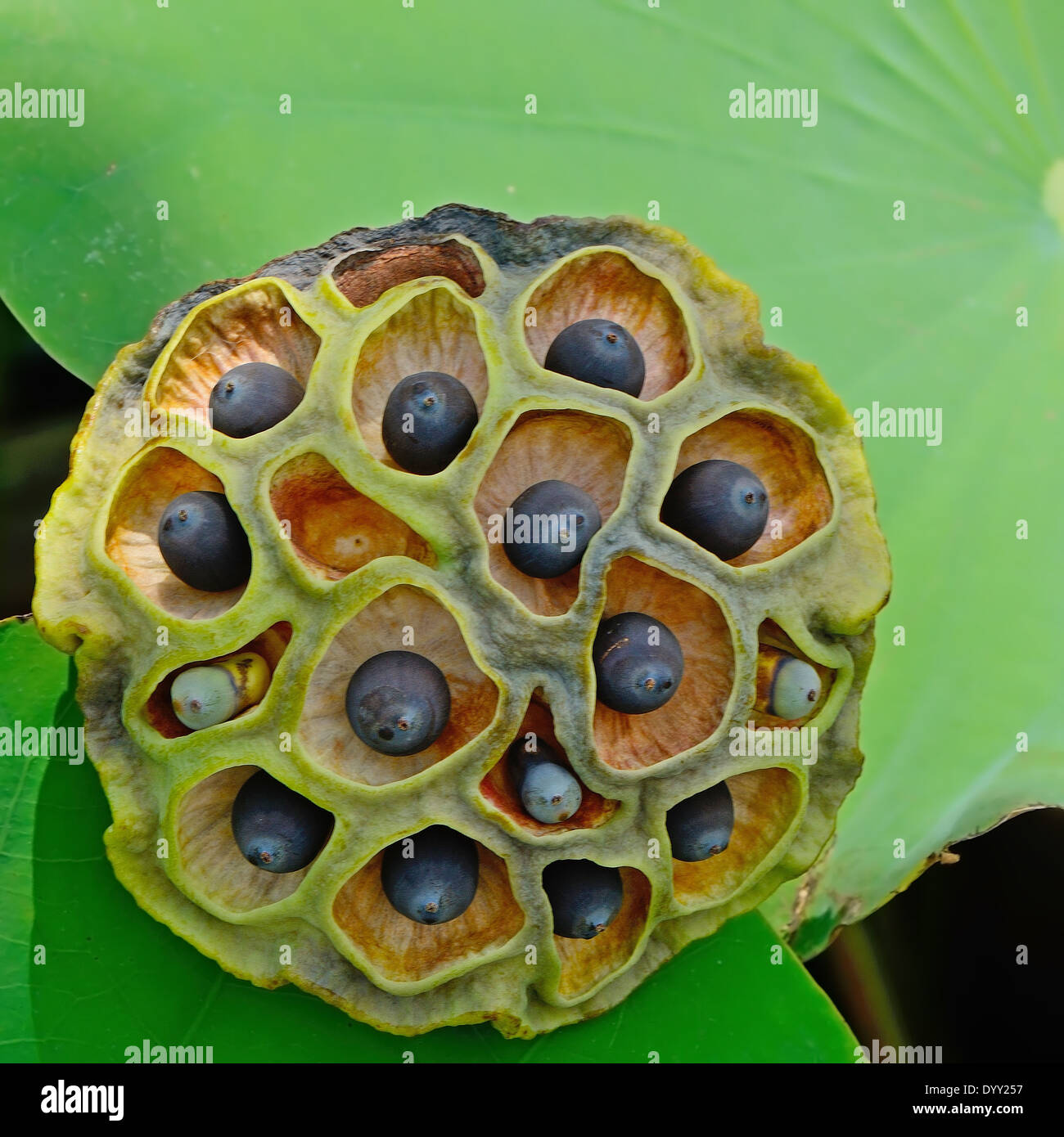 Fruits of lotus Stock Photo Alamy