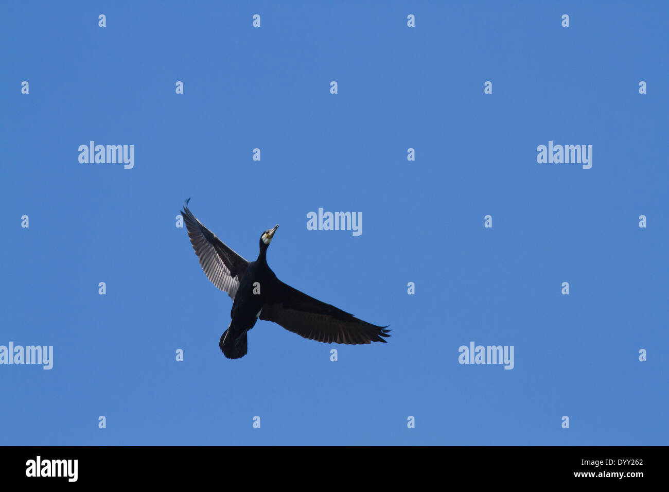 The Great Cormorant (Phalacrocorax carbo) flying on against a dark blue sky Stock Photo
