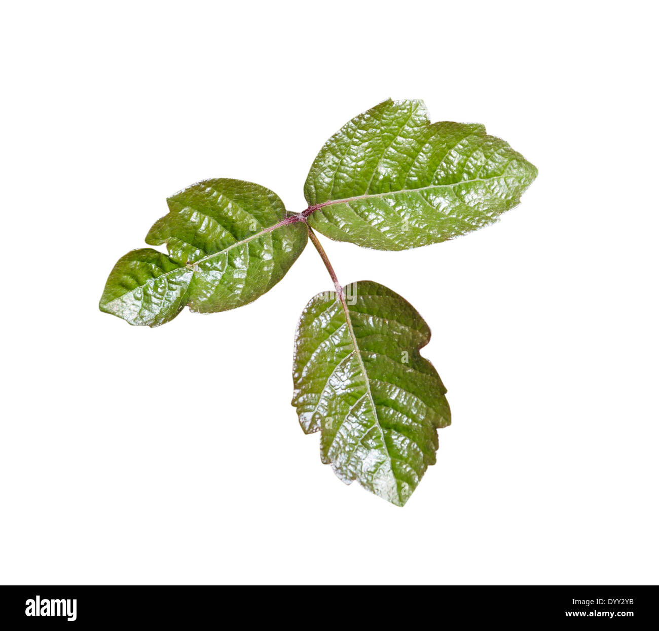 Poison Oak leaves isolated with clipping path. Stock Photo