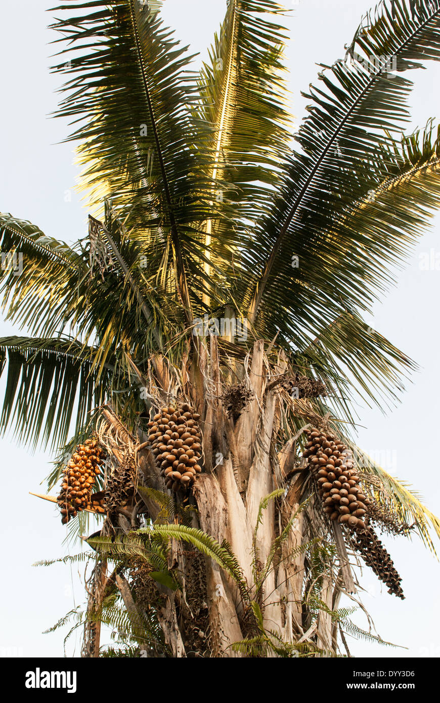Pakissamba Village (Juruna), Xingu River, Para State, Brazil. Babassu palm nuts. Stock Photo