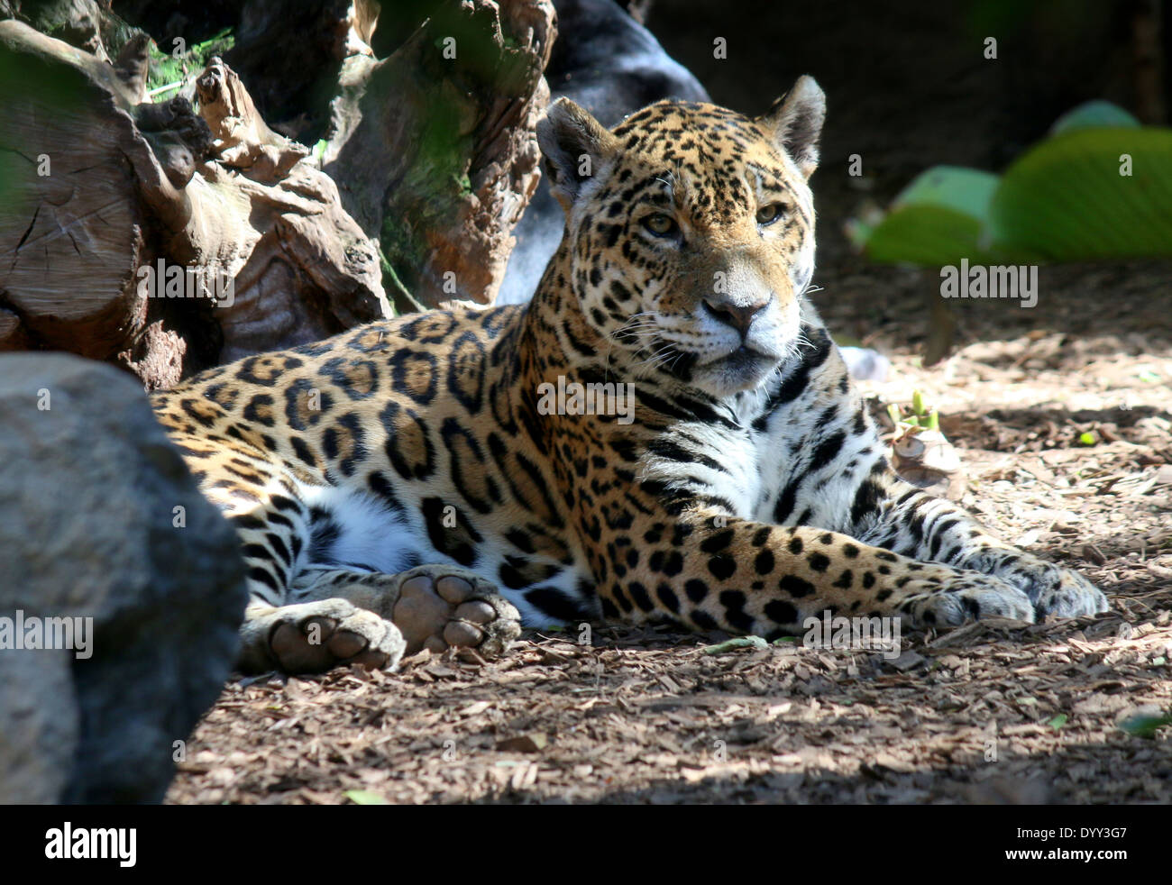 Close-up of a South American Jaguar (Panthera onca) resting Stock Photo