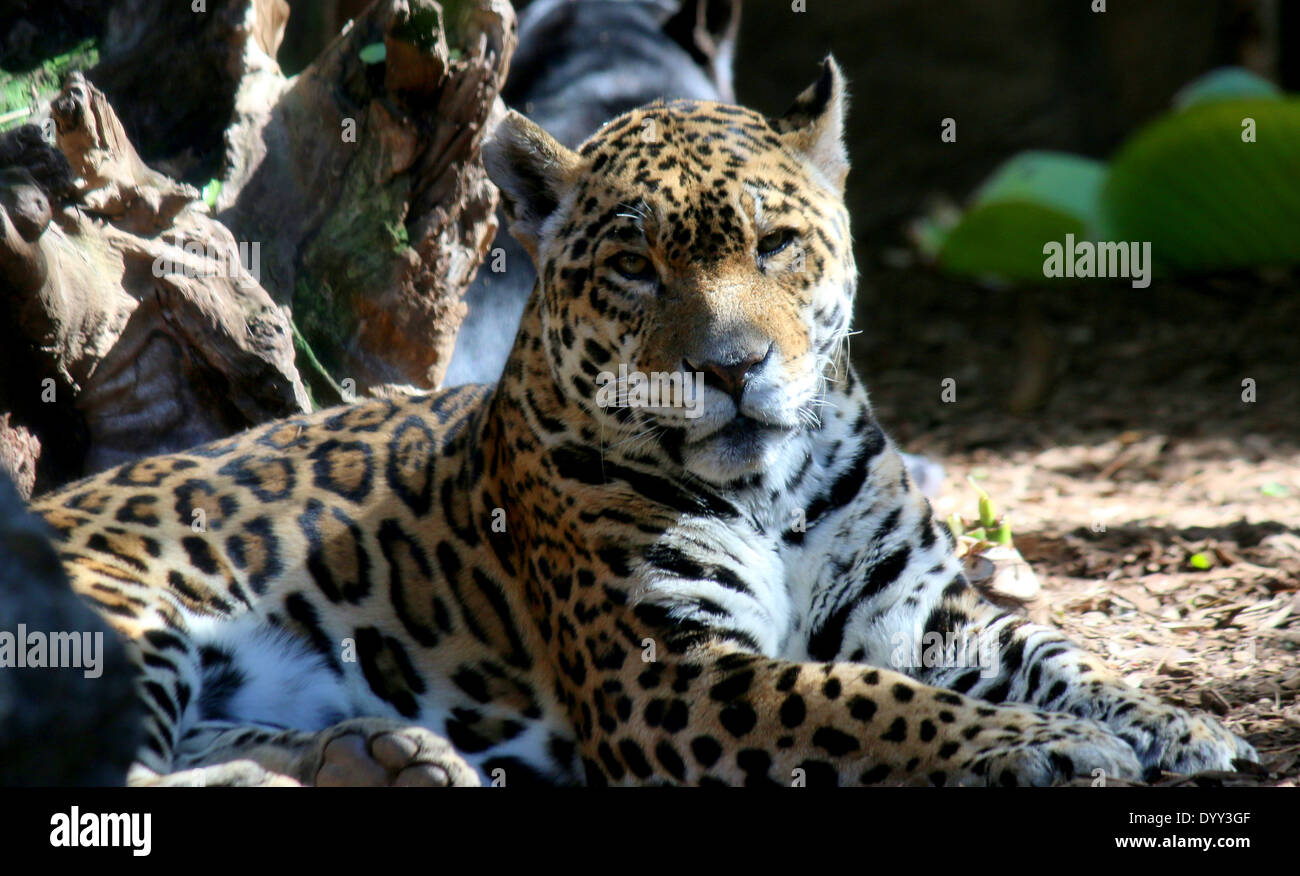 Close-up of a South American Jaguar (Panthera onca) resting Stock Photo