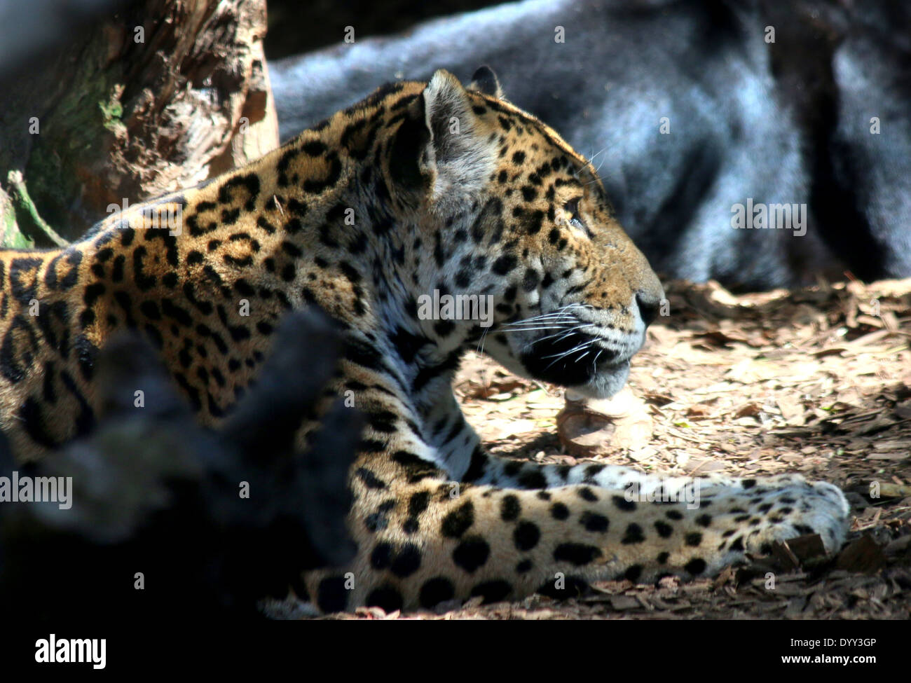 Jaguar (Panthera onca) seen in profile Stock Photo